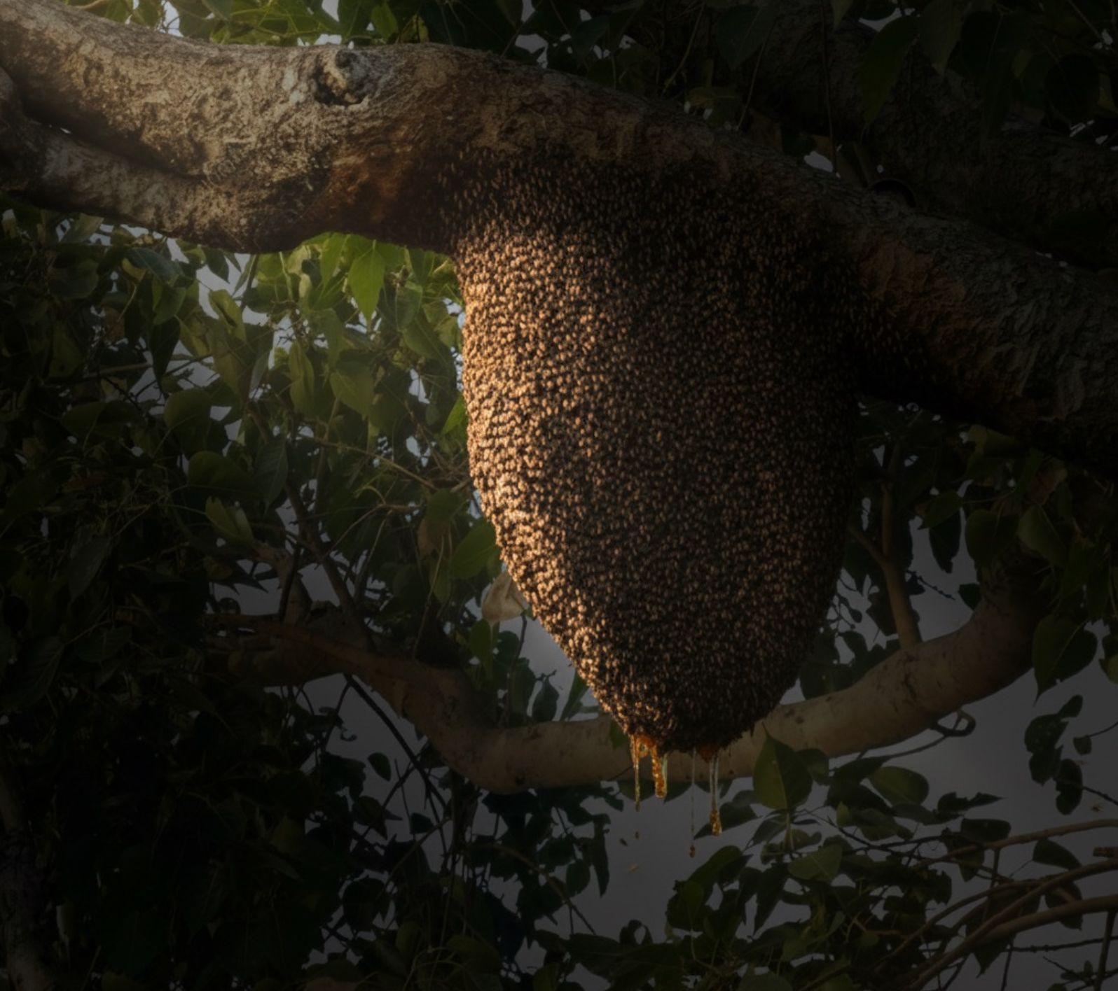 Your Comprehensive Guide to Spot Fake Honey